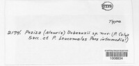 Peziza debeauxii image